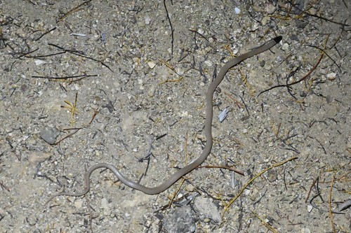 Western Black-headed Snake