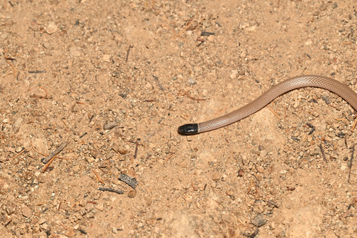 Western Black-headed Snake