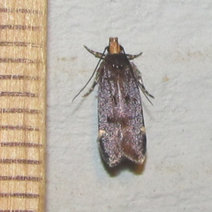 Chionodes hapsus