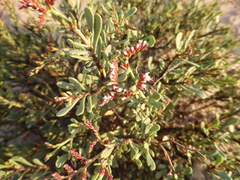 Limonium sarcophyllum