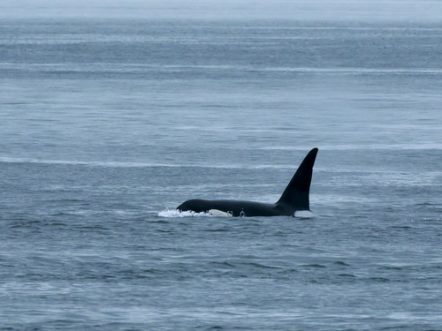 Sighting photo