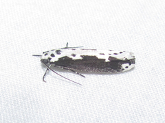 Ethmia semilugens