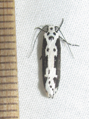 Ethmia semilugens