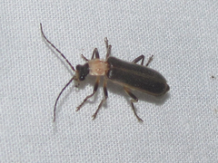 Podabrus quadratus