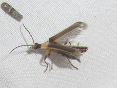 Podabrus quadratus