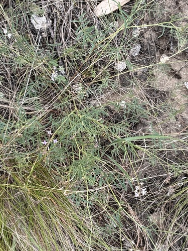 Astragalus austriacus
