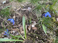 Scilla siberica
