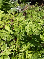 Geranium robertianum