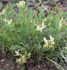 Astragalus oophorus