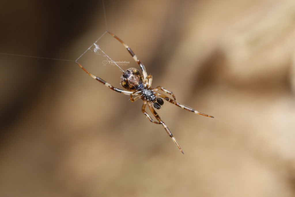 Asiopisinus nubilus