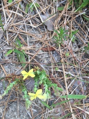 Hypericum suffruticosum