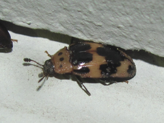 Ischyrus quadripunctatus