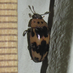 Ischyrus quadripunctatus