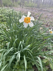 Narcissus poeticus