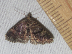 Metalectra miserulata