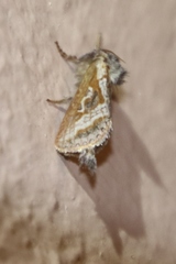 Eudalaca orthocosma