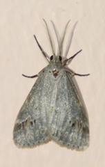 Diota rostrata