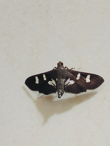 Desmia ufeus
