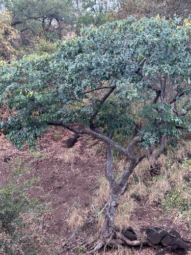 Afzelia quanzensis
