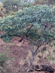 Afzelia quanzensis
