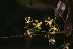 Encyclia oncidioides