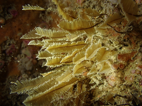 Gymnangium observed 2026-05-07