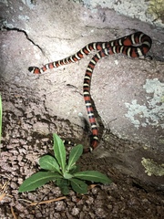 Lampropeltis pyromelana