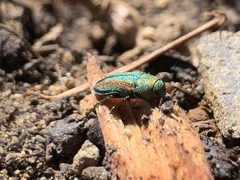 Chrysophana placida