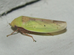 Ponana