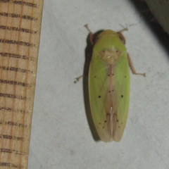 Ponana