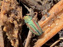 Chrysophana placida