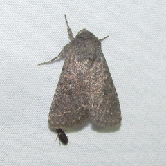 Protorthodes texicana