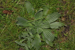 Plantago media