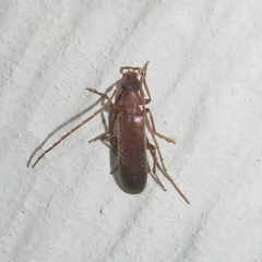 Sparedrus aspersus