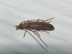 Sparedrus aspersus