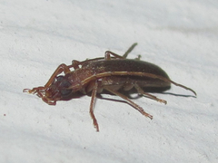 Sparedrus aspersus