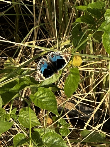Blue Pansy