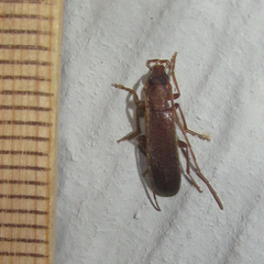 Sparedrus aspersus