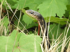Dolichophis jugularis