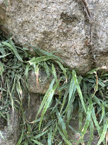 Asplenium ruprechtii, photograph 3