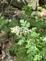 Corydalis speciosa, photograph author not stated, no rights reserved
