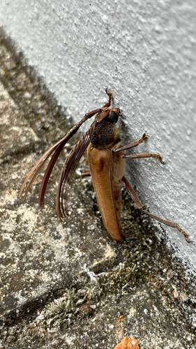 Psygmatocerus wagleri