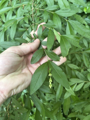 border privet