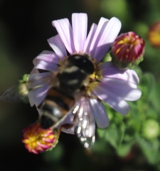 Felicia erigeroides