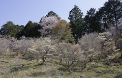Enkianthus perulatus