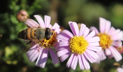 Felicia erigeroides