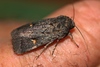 Comma-Mark Cutworm - Photo (c) memopob, some rights reserved (CC BY-NC), uploaded by memopob