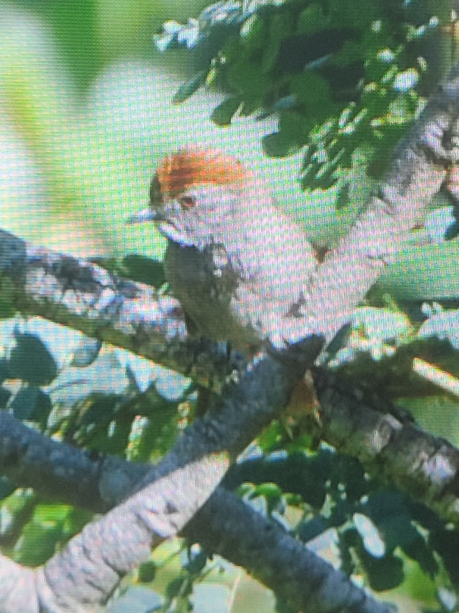 Sooty-fronted Spinetail (Synallaxis frontalis), photo 8
