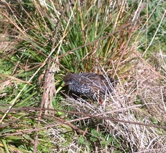 Pardirallus maculatus