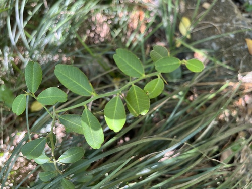 Atalantia buxifolia, photograph 5